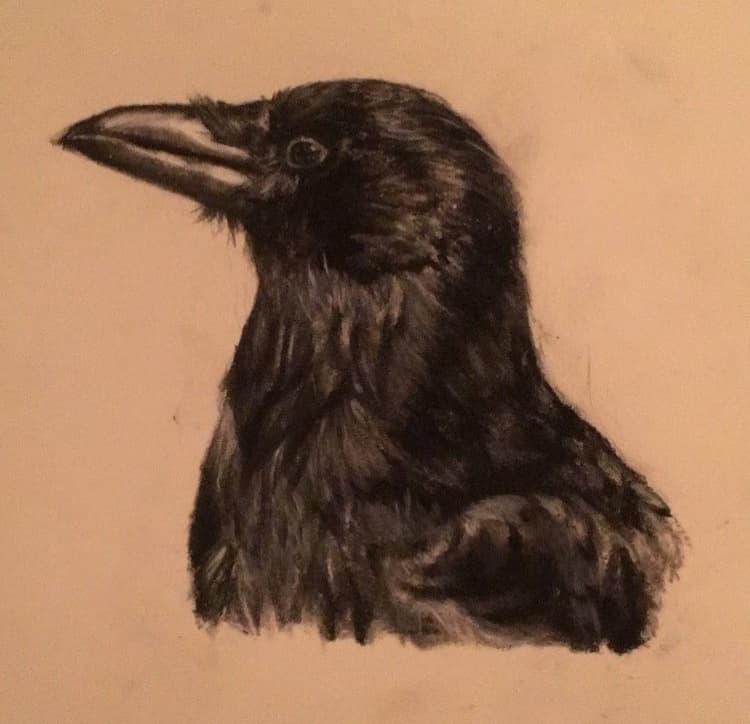 Crow — Charcoal by Hannah Remboldt