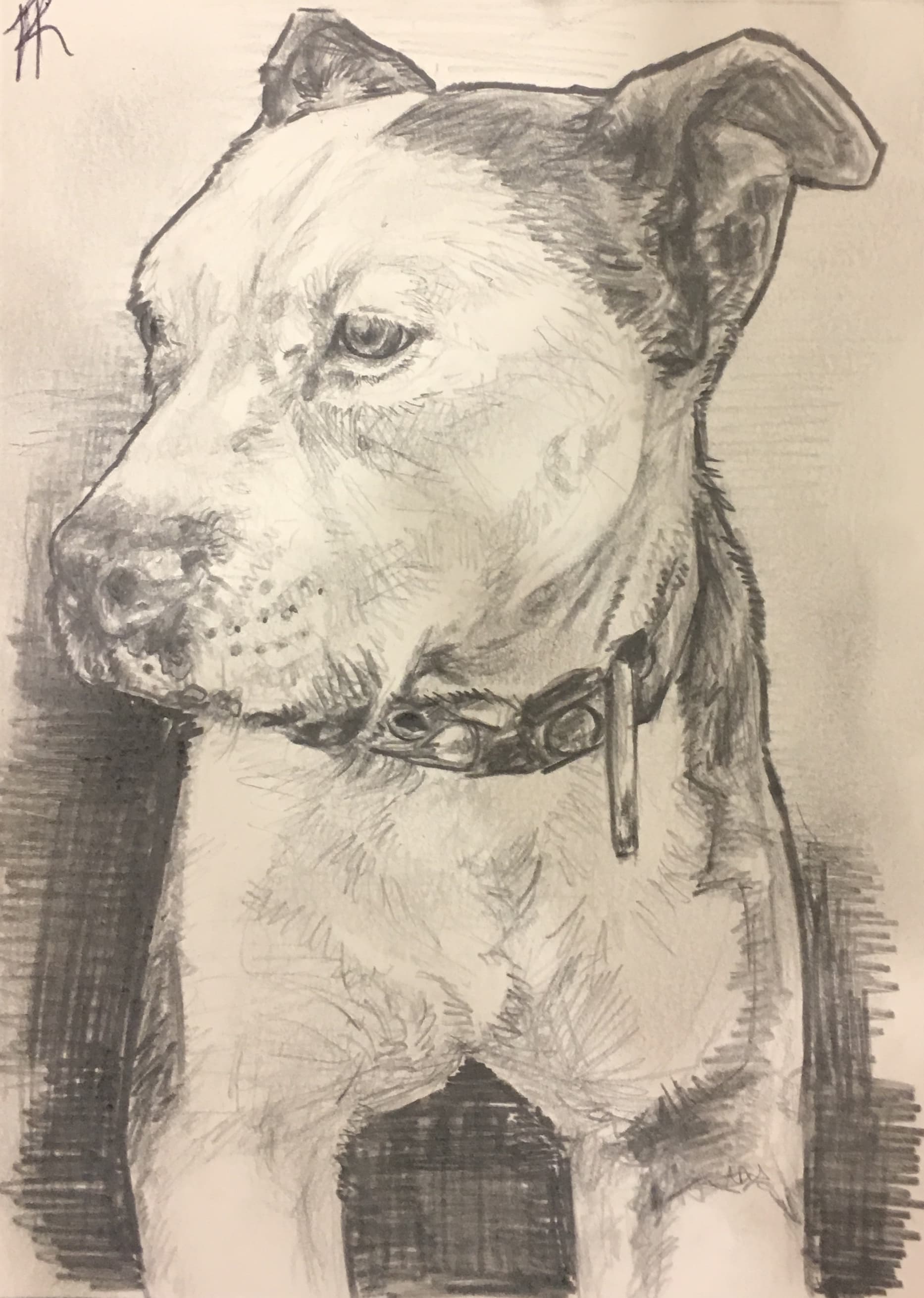 Rocky — Graphite on Paper by Hannah Remboldt