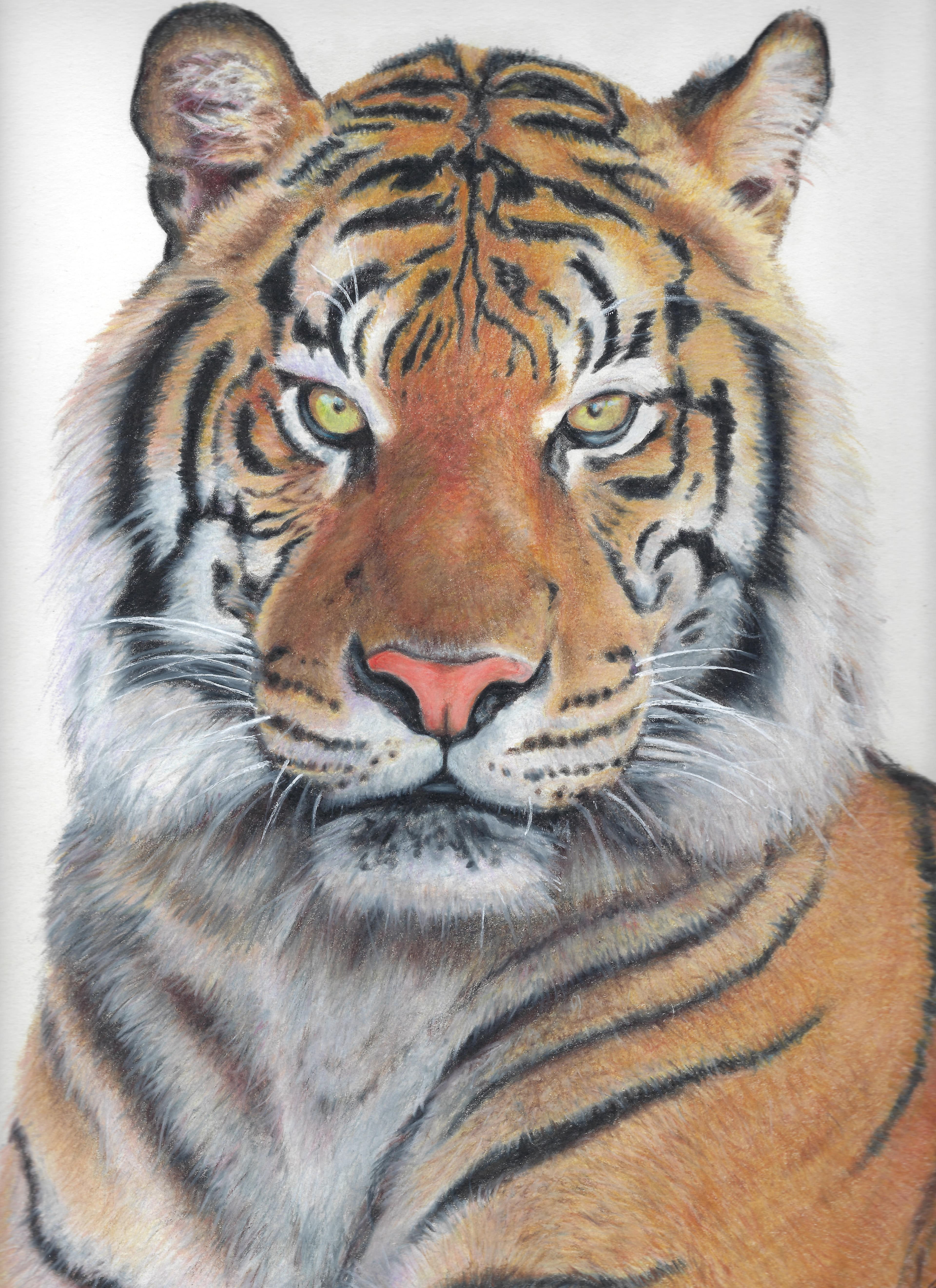 Tiger — Colored Pencil by Hannah Remboldt